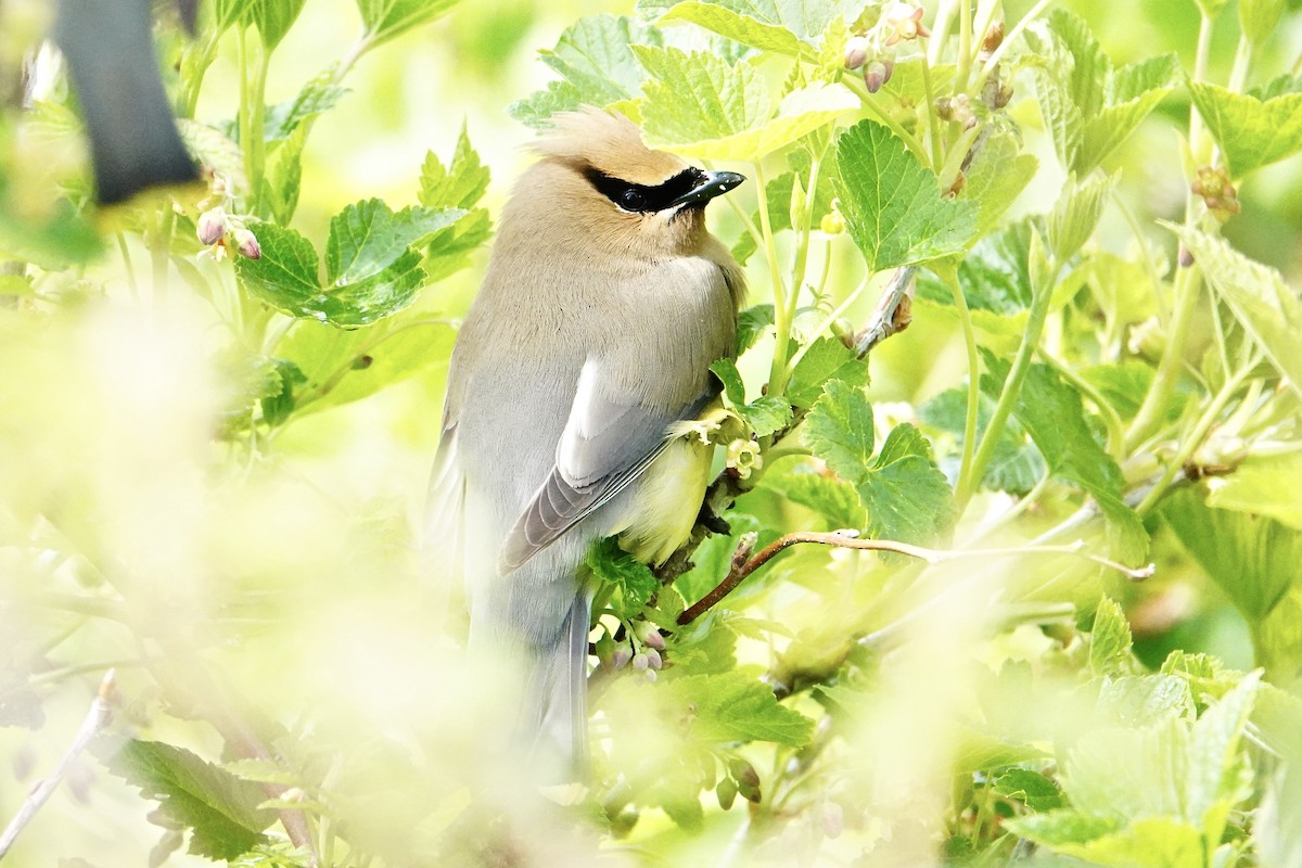 Cedar Waxwing - ML620900941