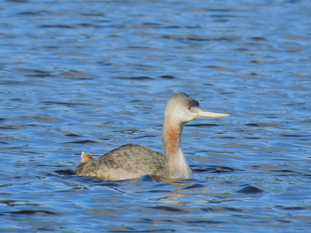 Great Grebe - Henrique Heidi Horiyshi