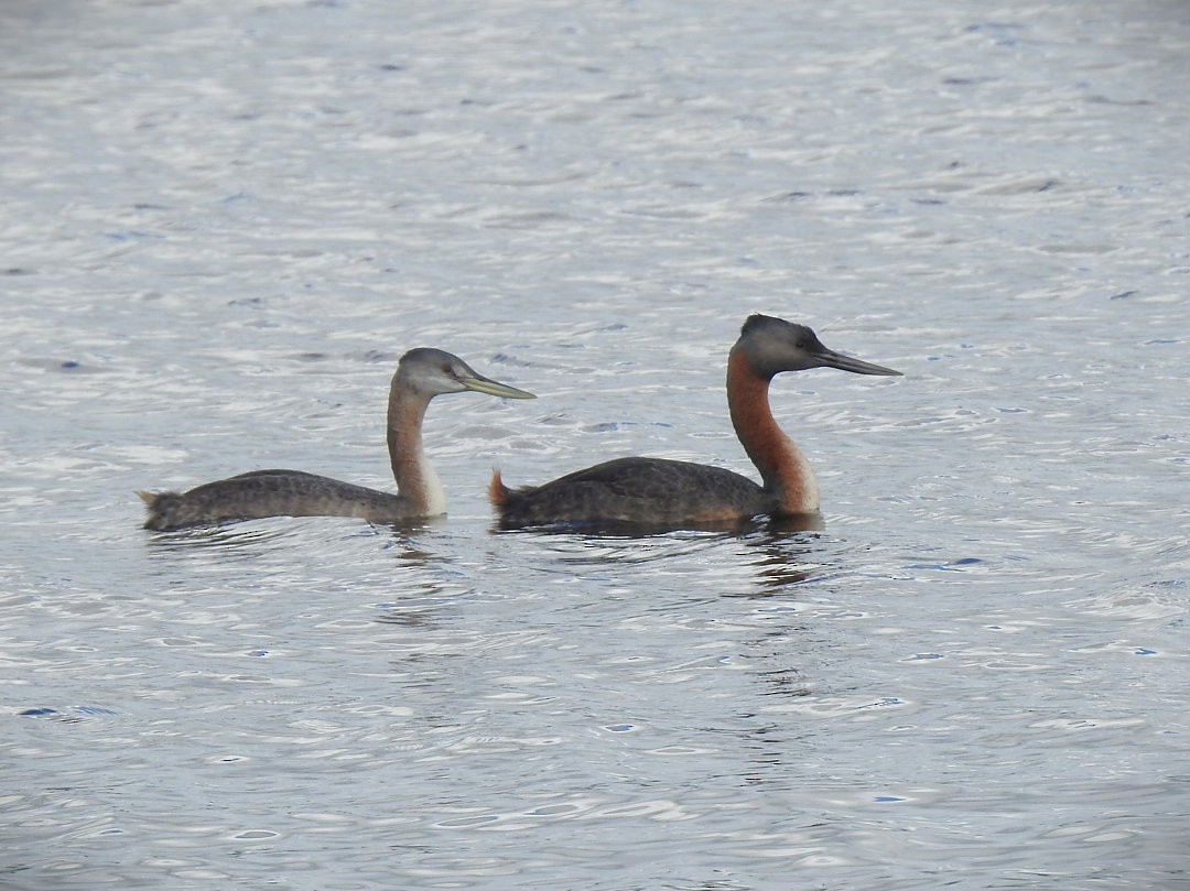 Great Grebe - ML620900946