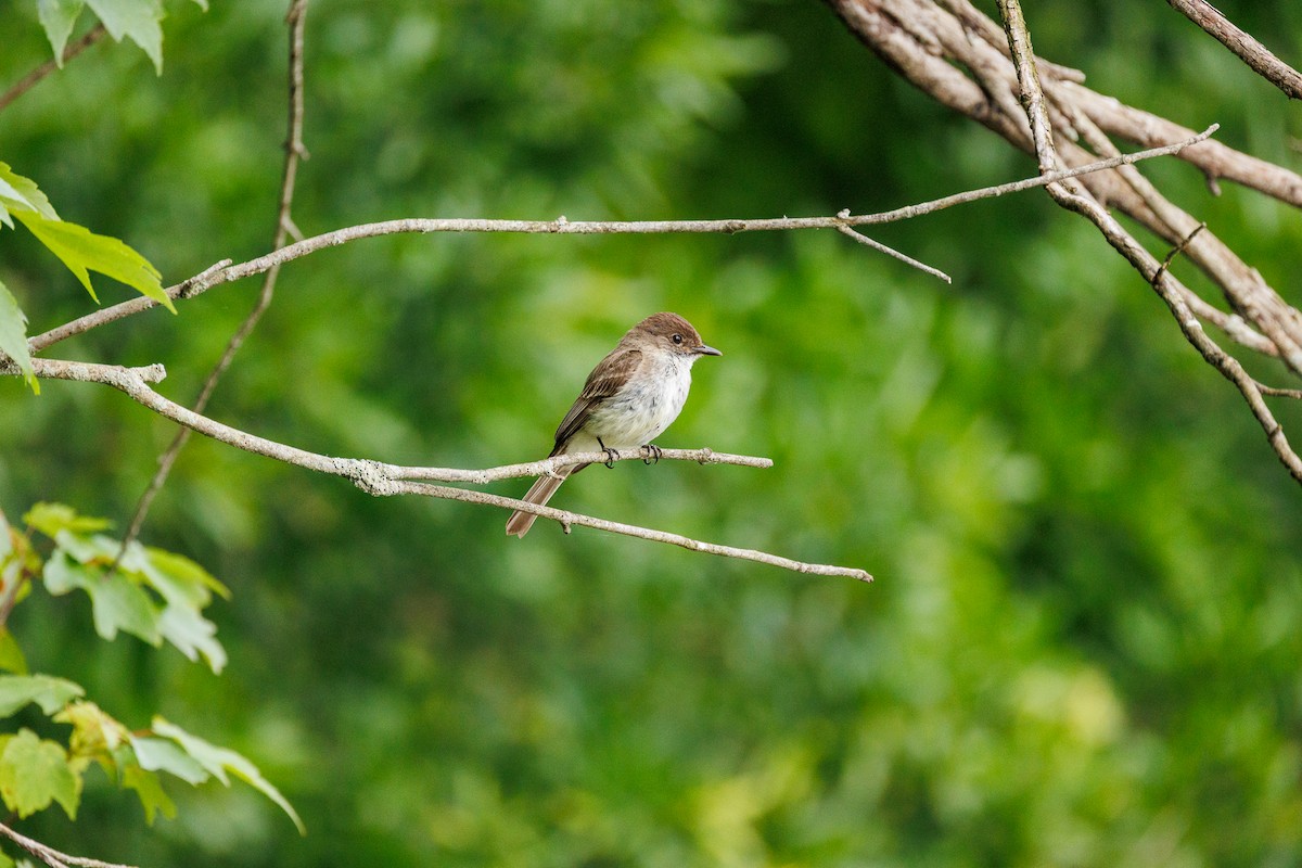 Eastern Phoebe - ML620900954