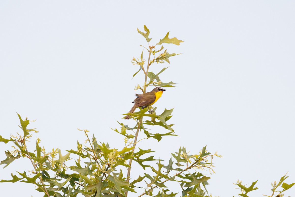 Yellow-breasted Chat - ML620900958