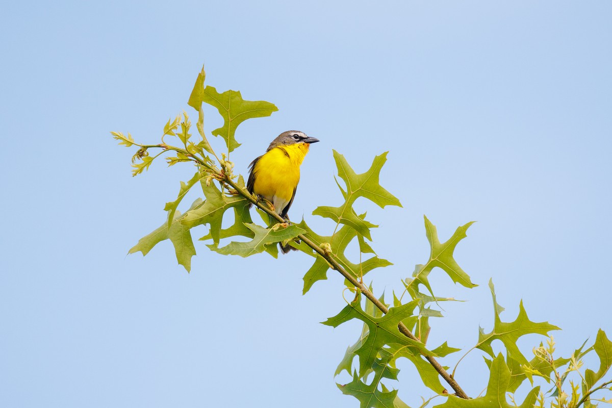 Yellow-breasted Chat - ML620900959