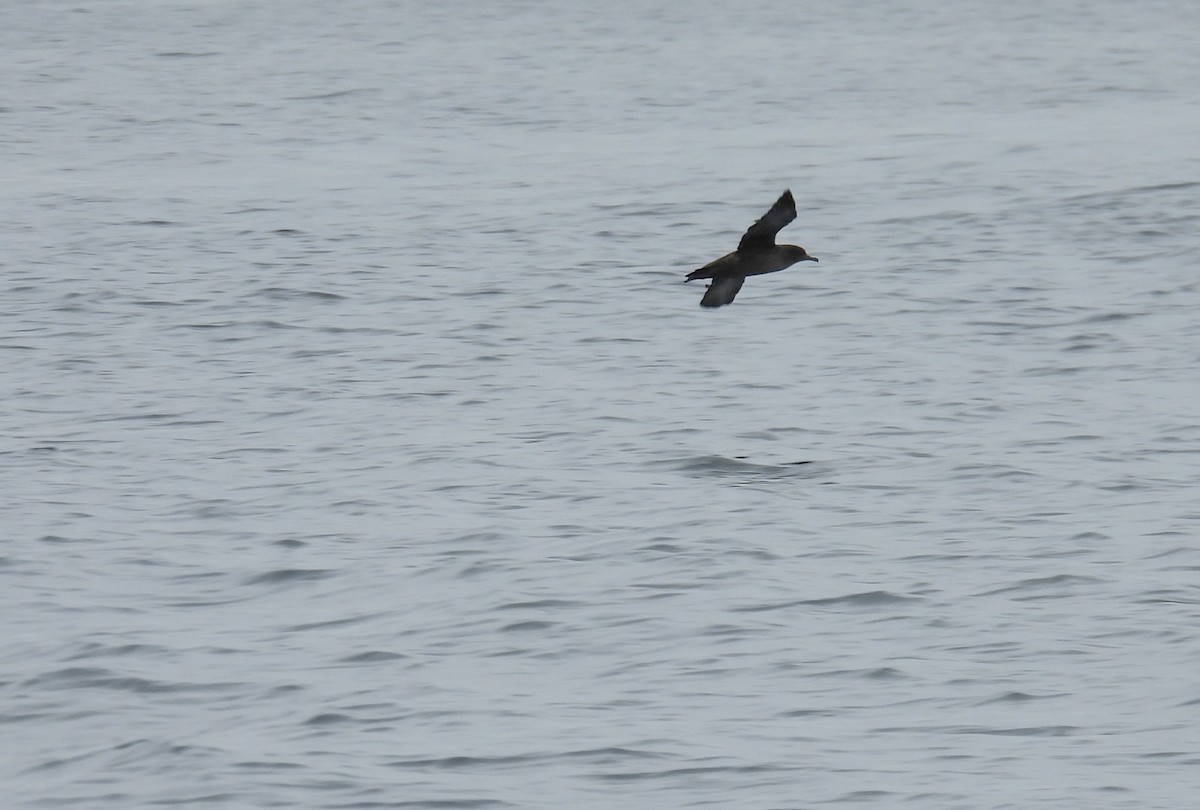 Sooty Shearwater - ML620900984