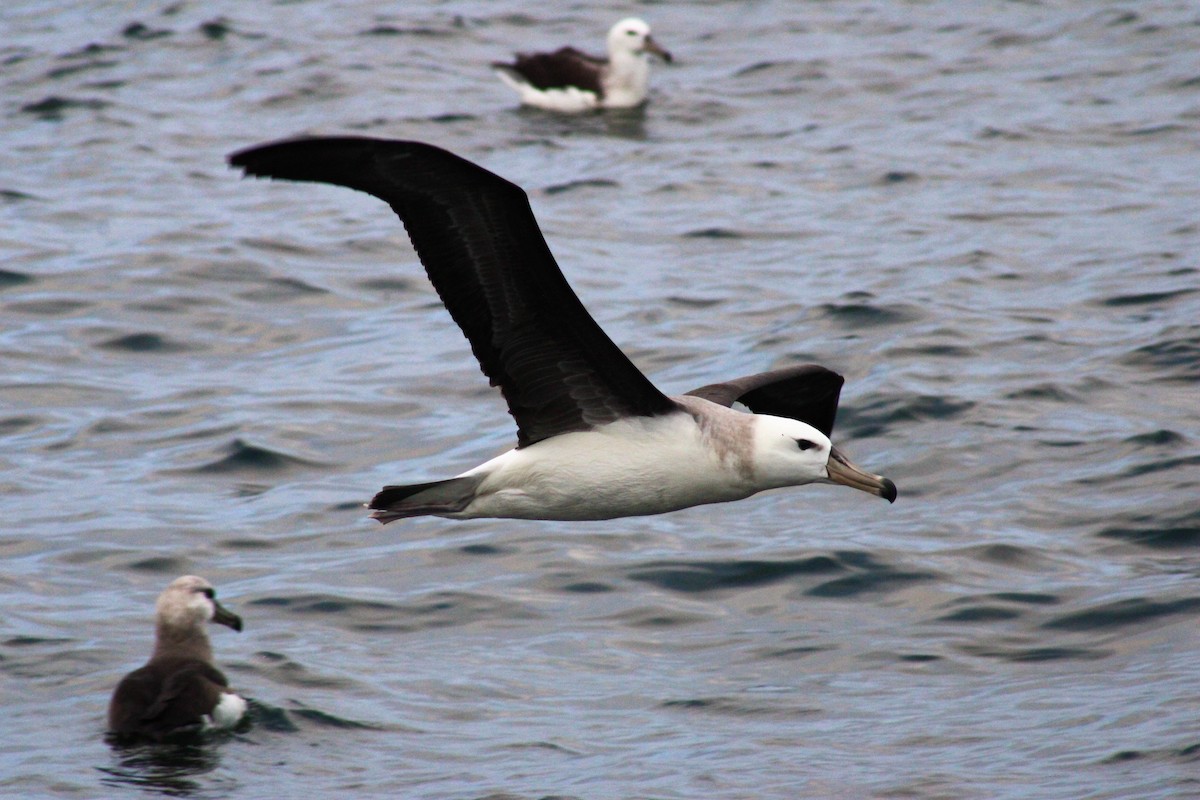 Black-browed Albatross - ML620900992