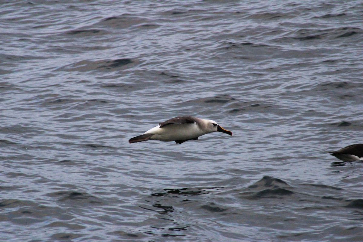 Atlantic Yellow-nosed Albatross - ML620900998