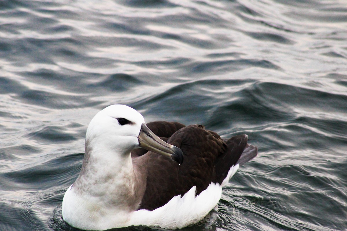 Albatros à sourcils noirs - ML620900999