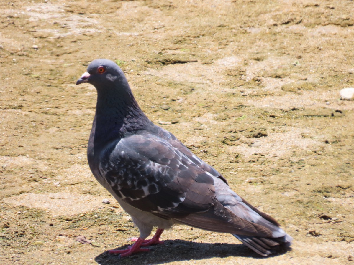 Pigeon biset (forme domestique) - ML620901026