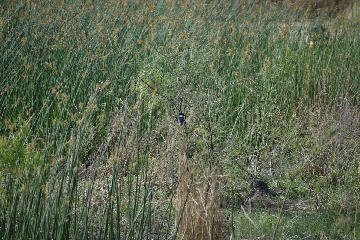 Green Kingfisher - ML620901027