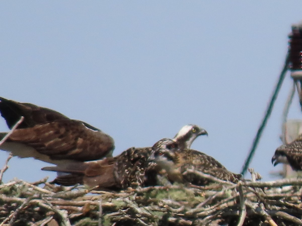 Águila Pescadora - ML620901030