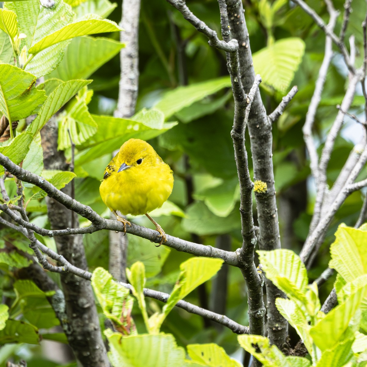 Yellow Warbler - ML620901041