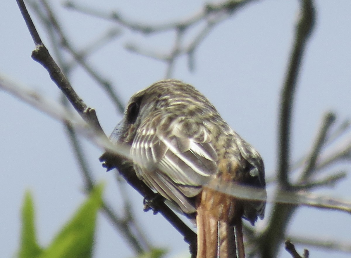 Sulphur-bellied Flycatcher - ML620901042