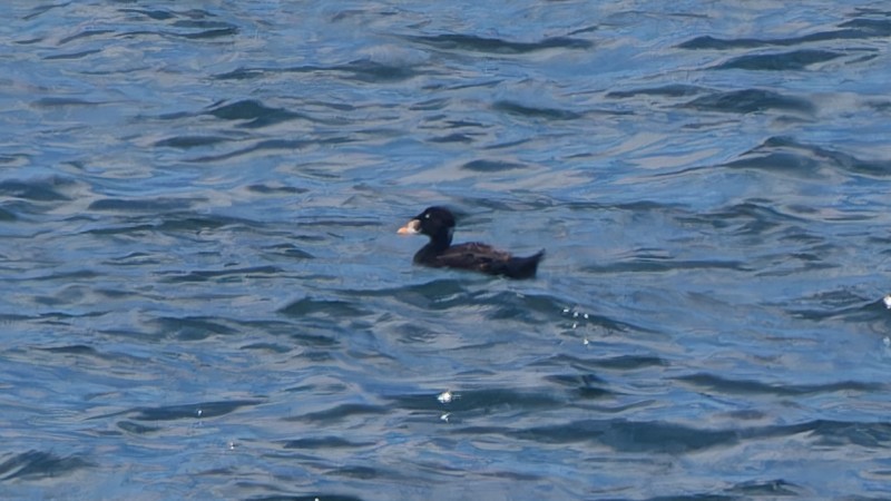 Surf Scoter - ML620901045