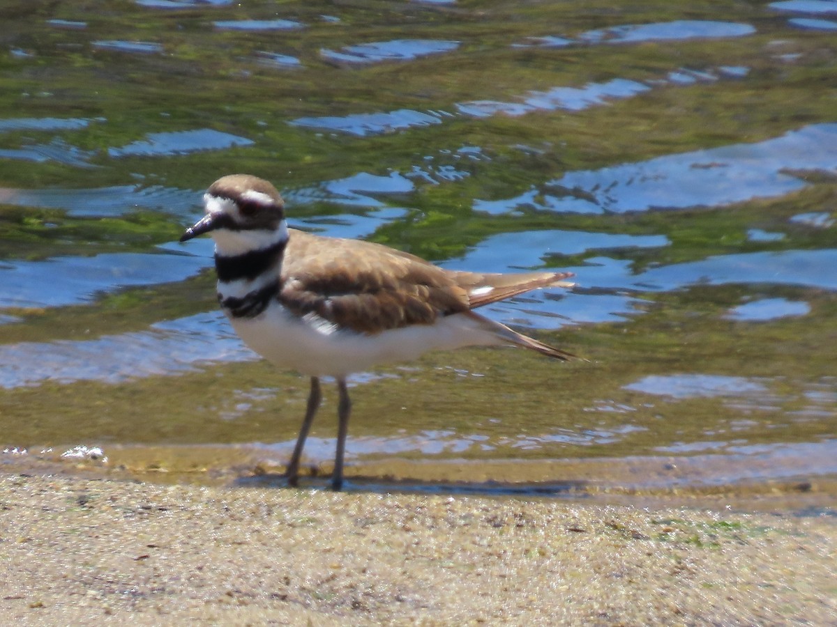 Killdeer - Martha Pallin