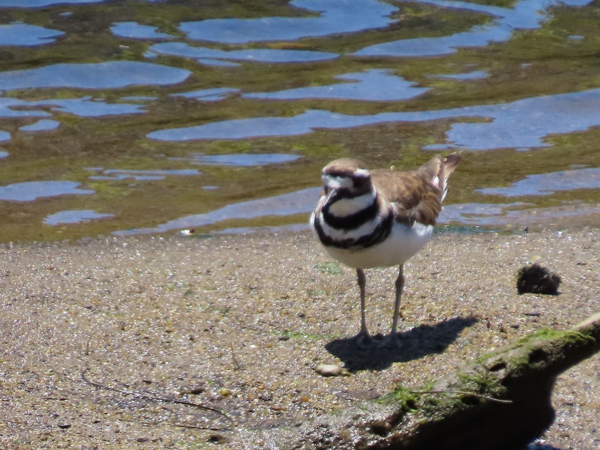 Killdeer - ML620901050