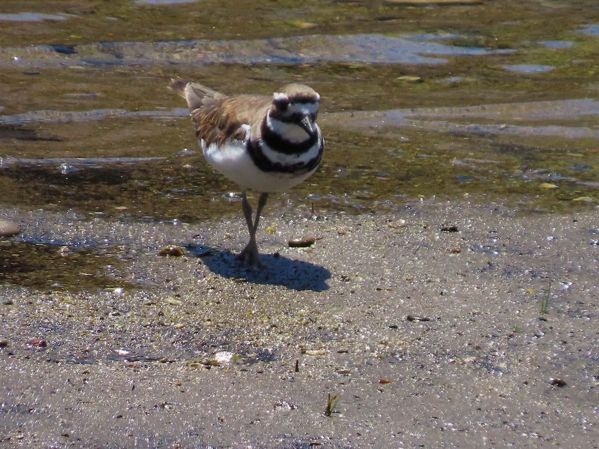 Killdeer - ML620901051