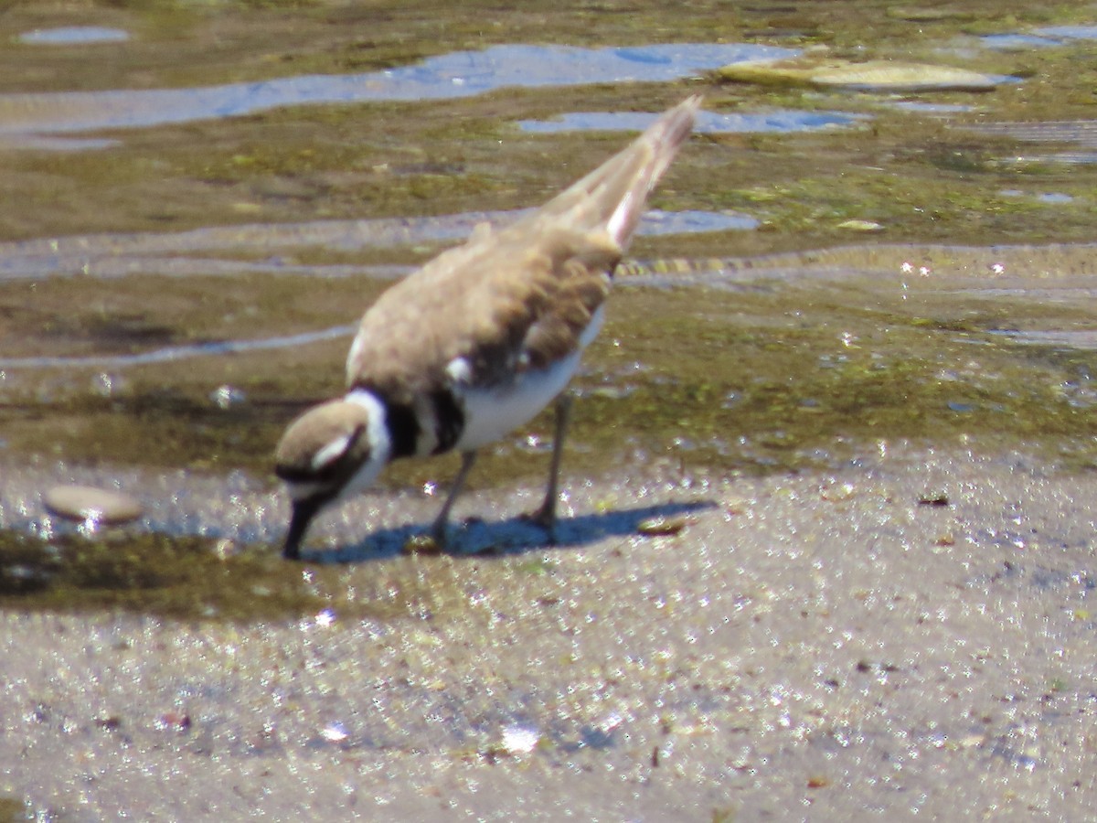 Killdeer - ML620901053