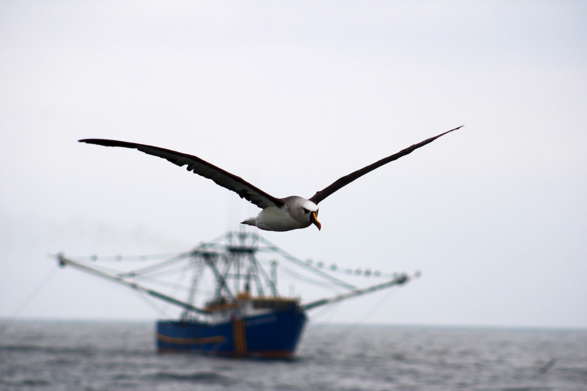 Atlantik Sarı Gagalı Albatrosu - ML620901059