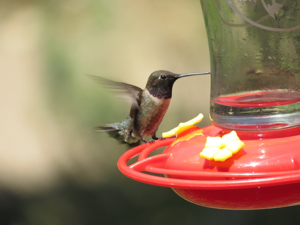 Black-chinned Hummingbird - ML620901061