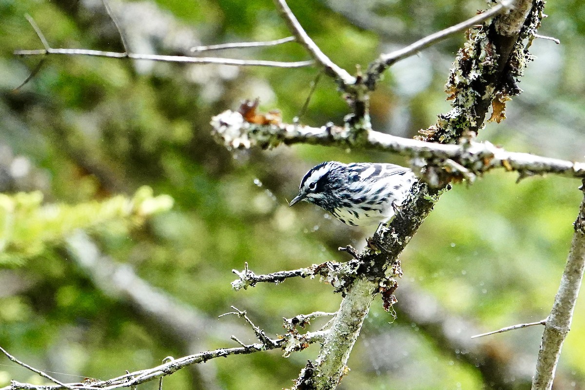 Black-and-white Warbler - ML620901064