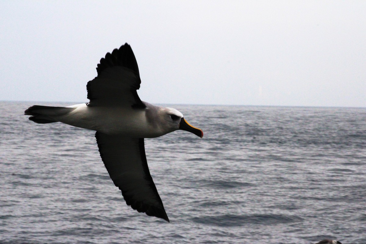 Atlantic Yellow-nosed Albatross - ML620901066