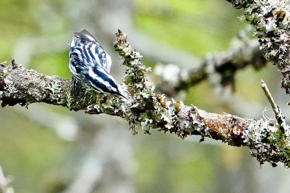 Black-and-white Warbler - ML620901072