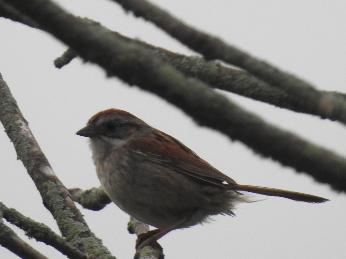 Swamp Sparrow - ML620901075