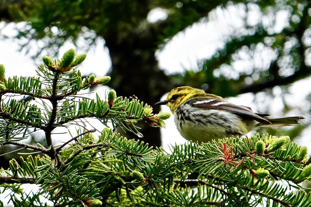 Black-throated Green Warbler - Charlie Roberto