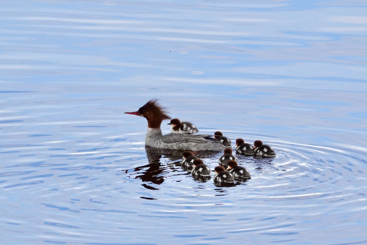 Common Merganser - ML620901095