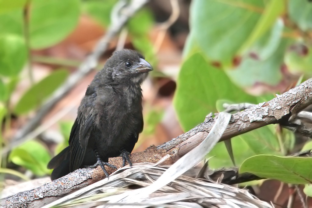 Smooth-billed Ani - ML620901097