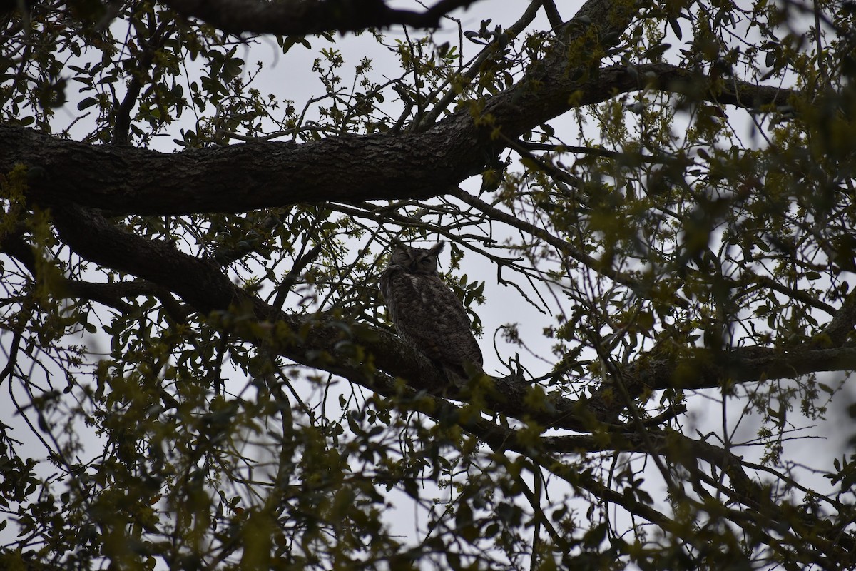 Great Horned Owl - ML620901108