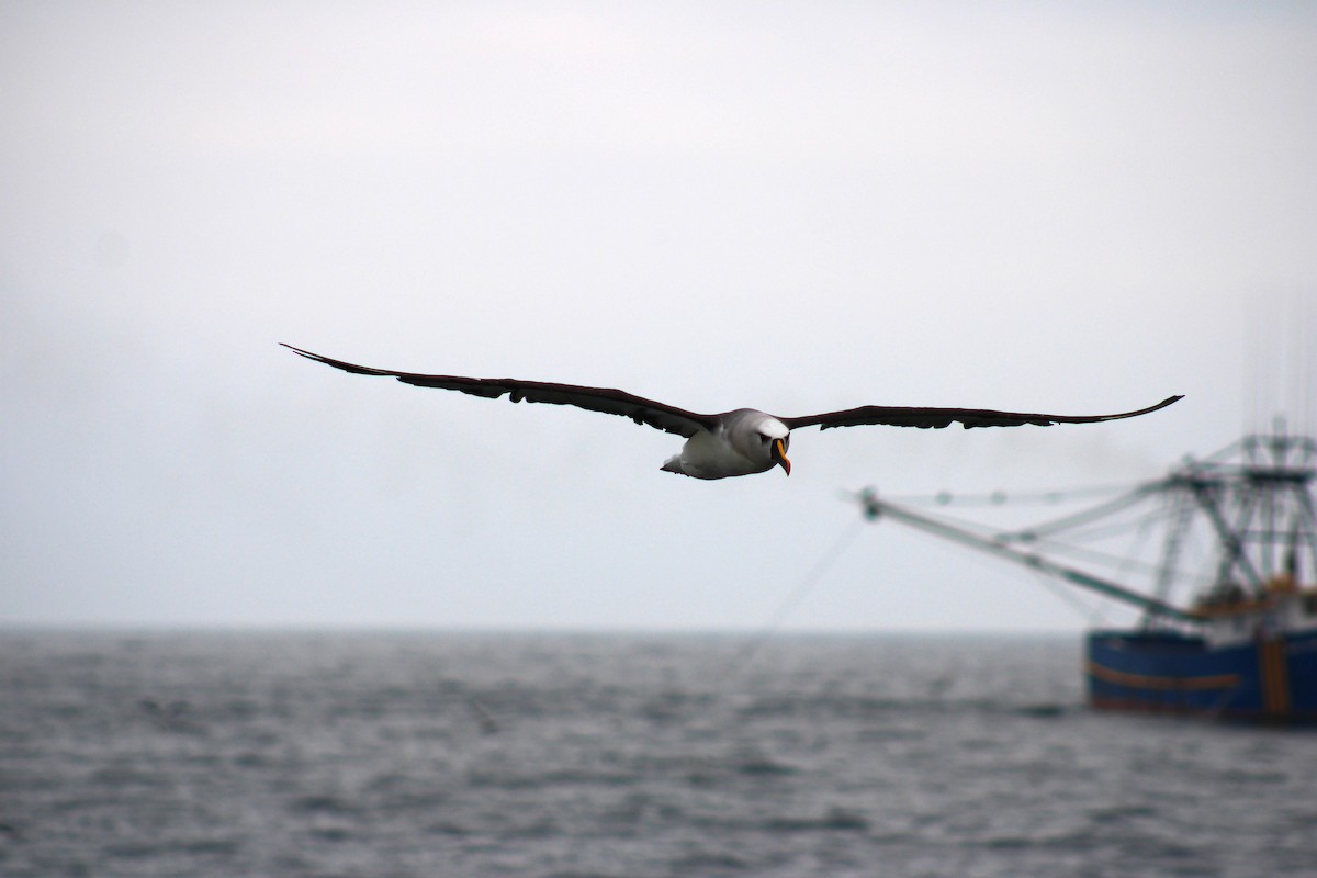 Atlantik Sarı Gagalı Albatrosu - ML620901110