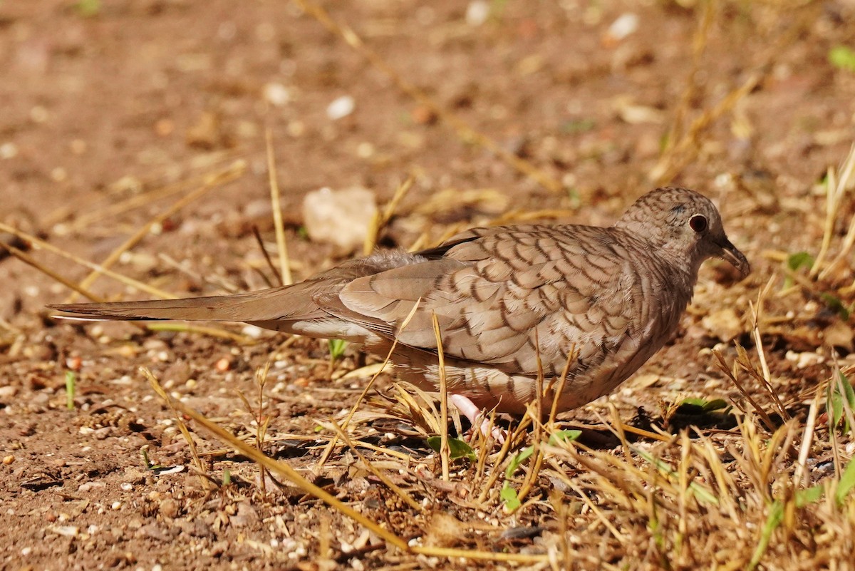 Inca Dove - ML620901112