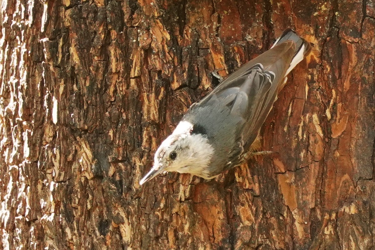 White-breasted Nuthatch - ML620901131