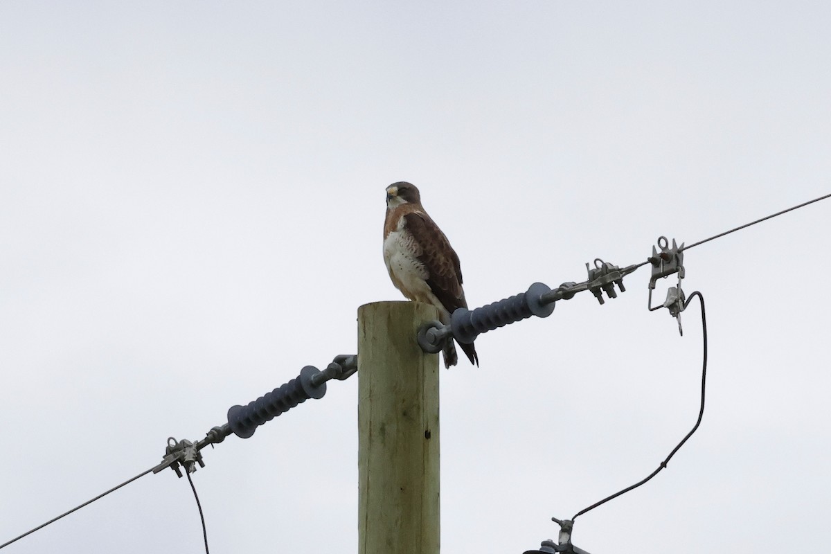 Swainson's Hawk - ML620901132