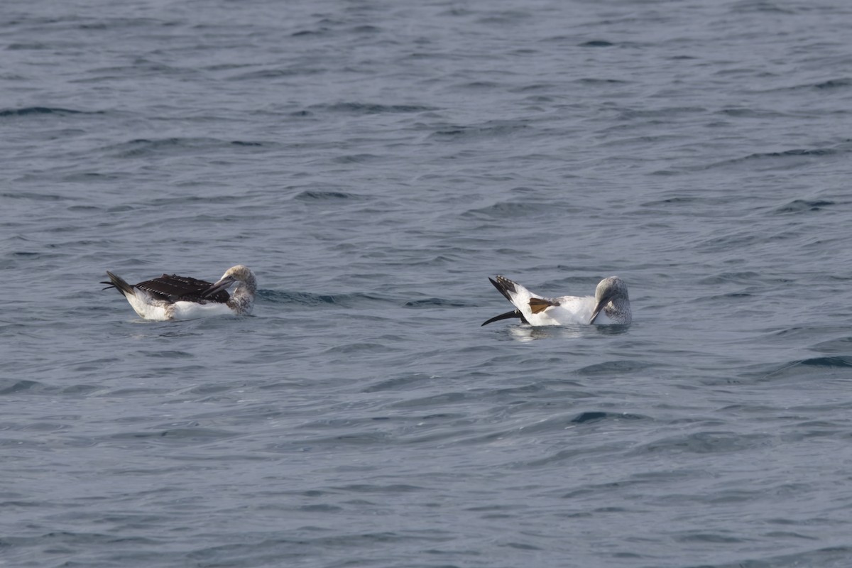 Australasian Gannet - ML620901134