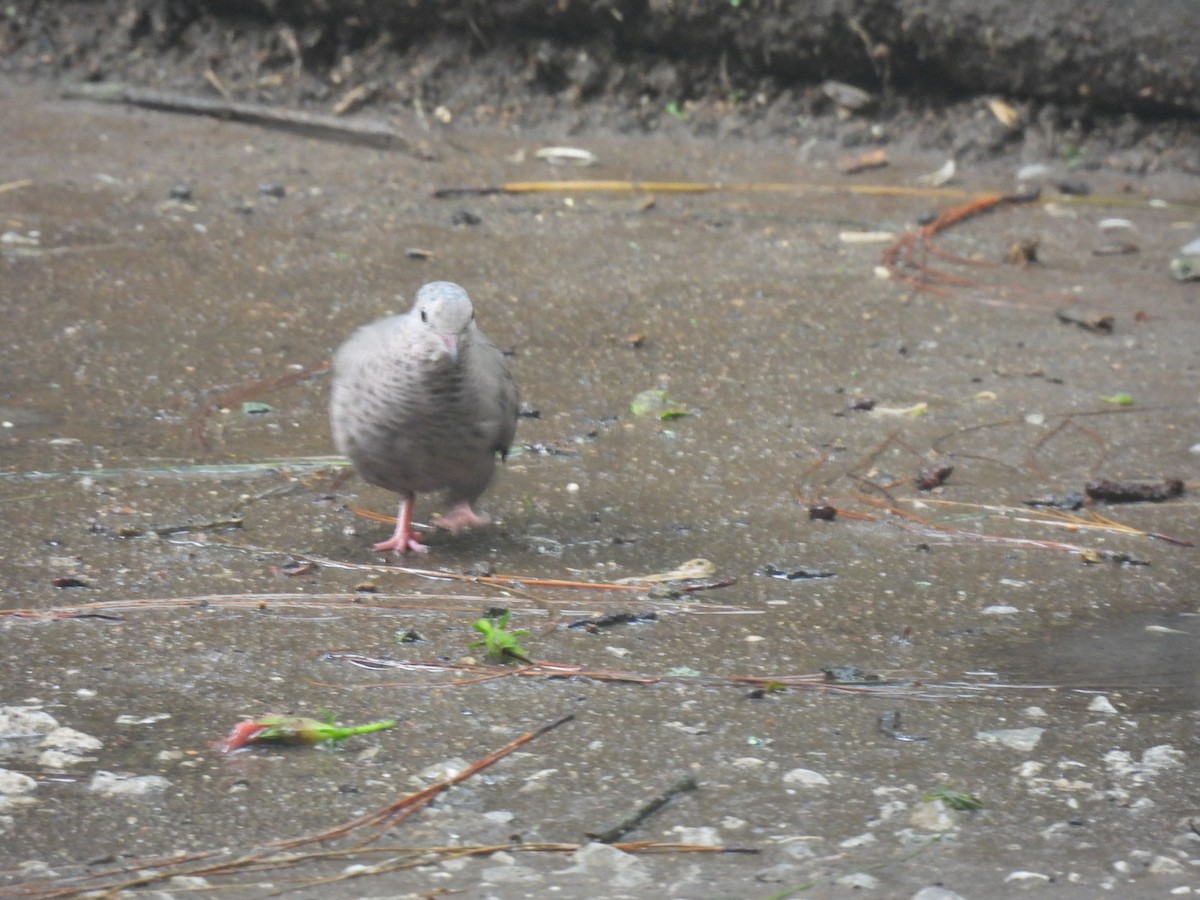 Common Ground Dove - ML620901139