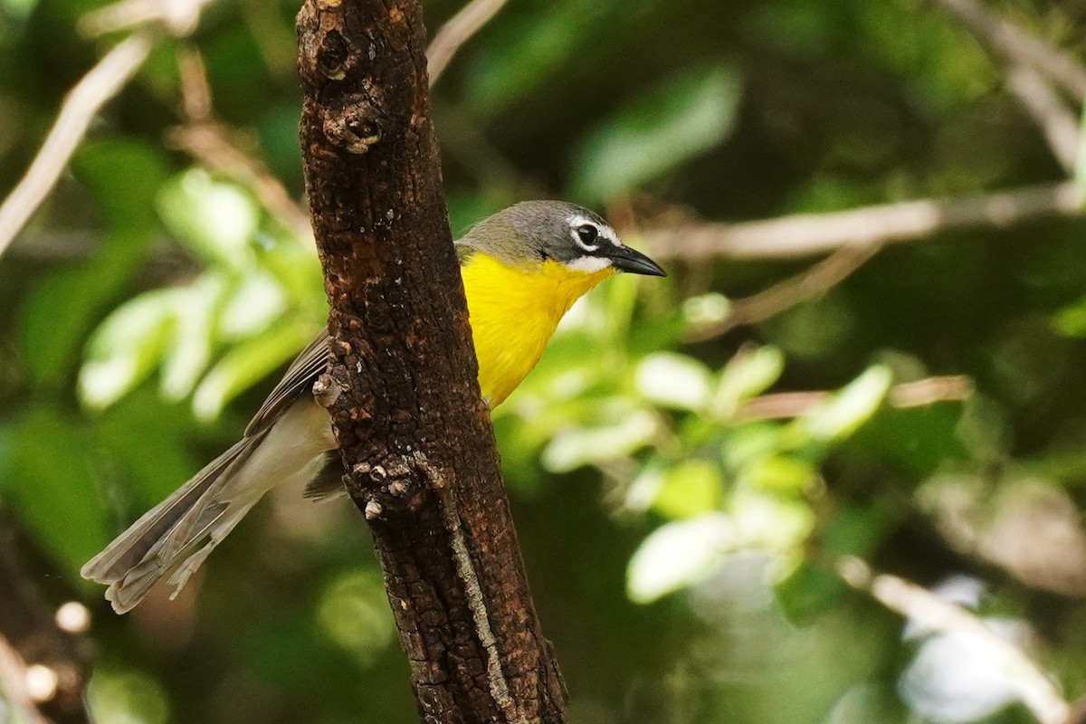 Yellow-breasted Chat - ML620901142