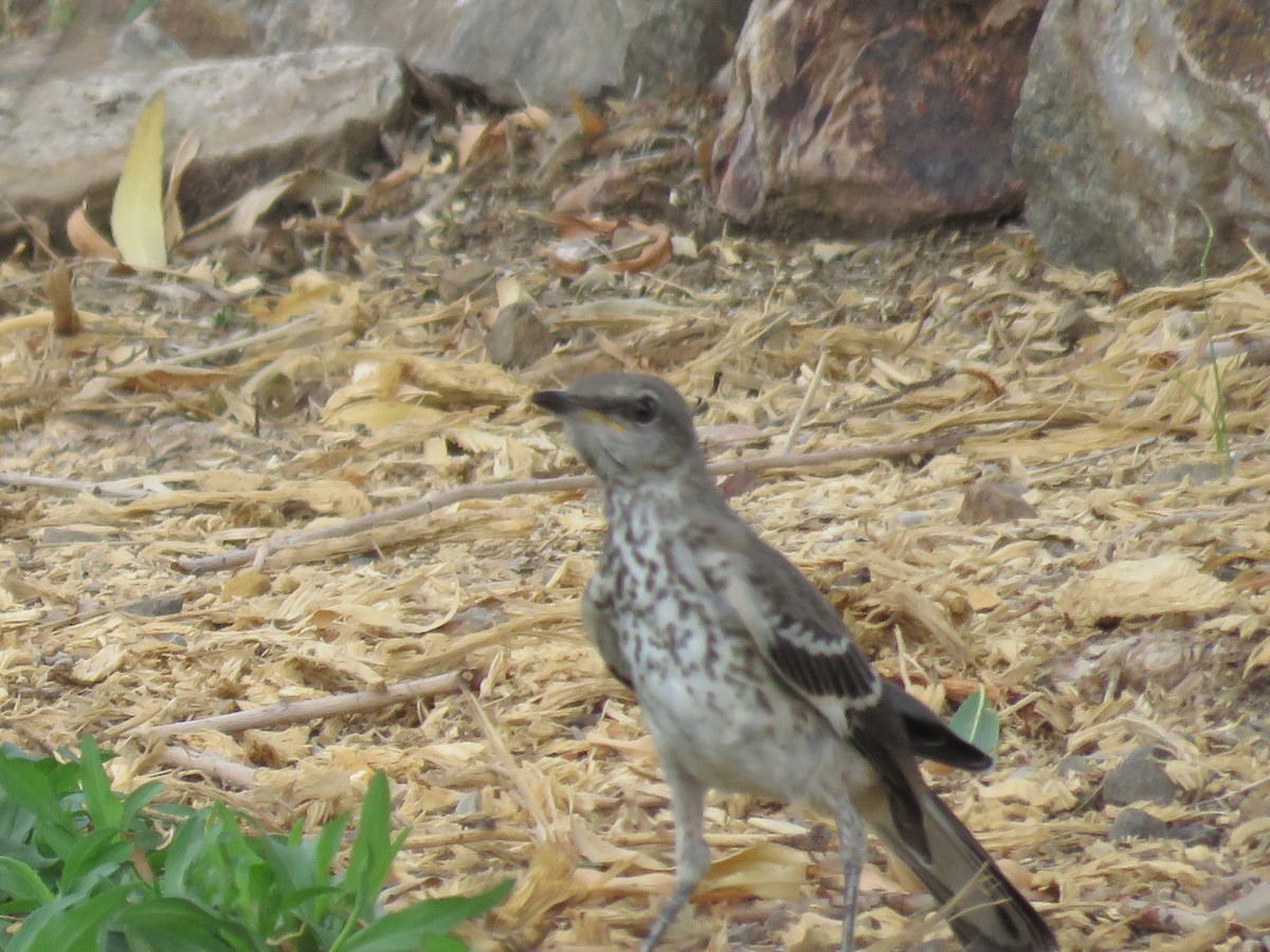 Northern Mockingbird - ML620901146