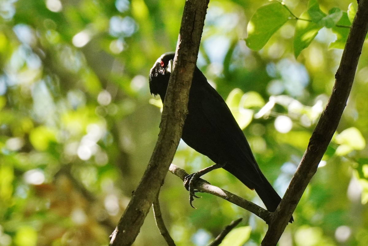 Bronzed Cowbird - Joanne Kimura