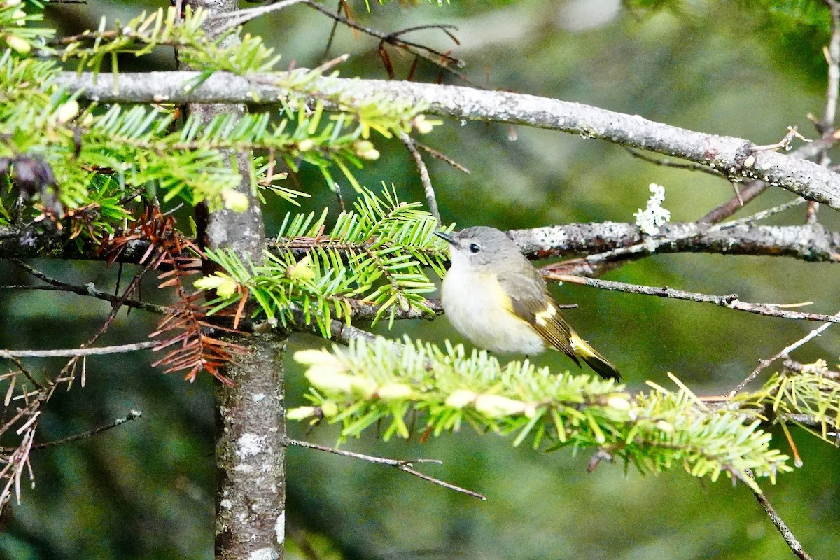 American Redstart - ML620901151