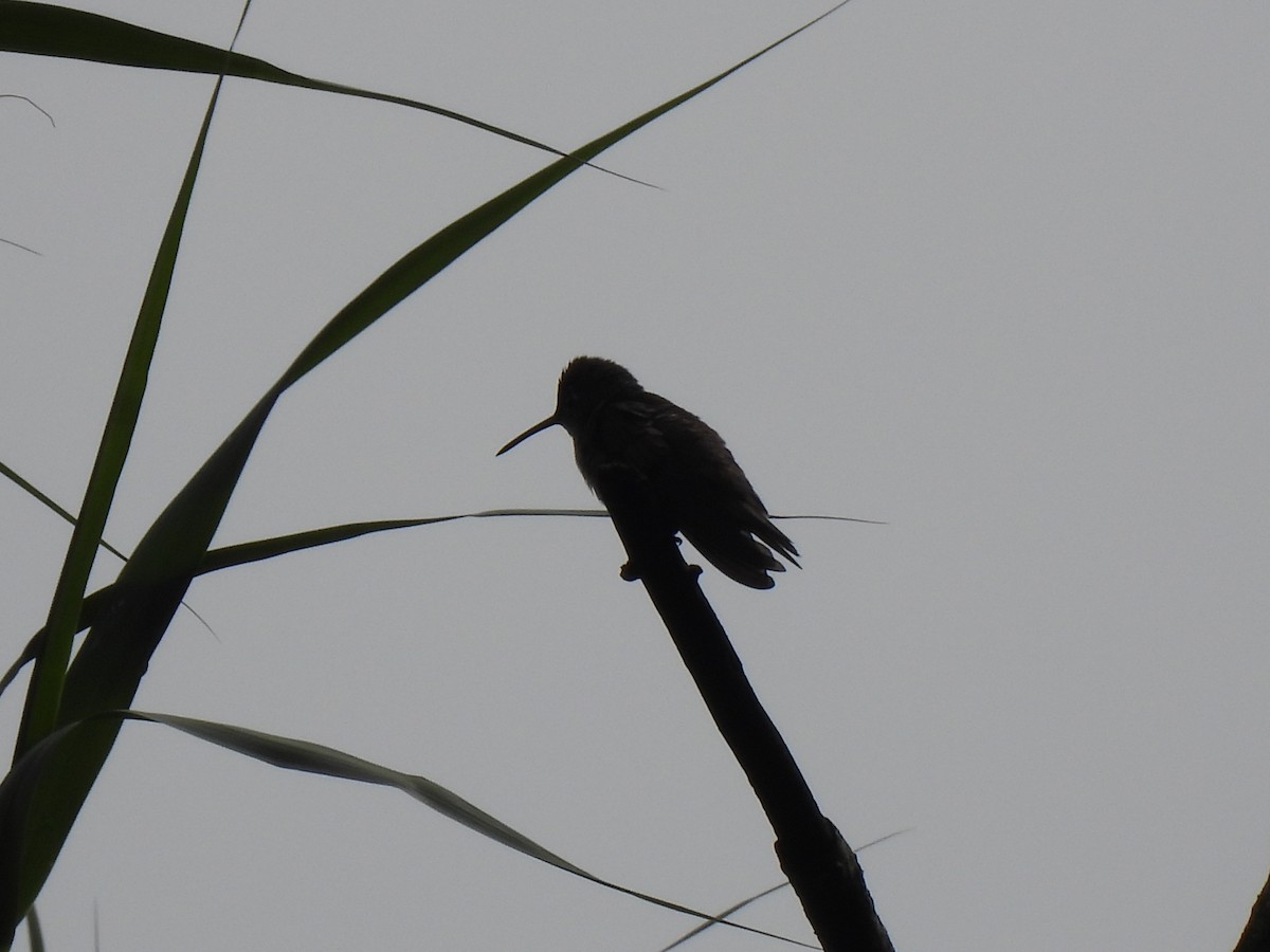 Azure-crowned Hummingbird - ML620901157