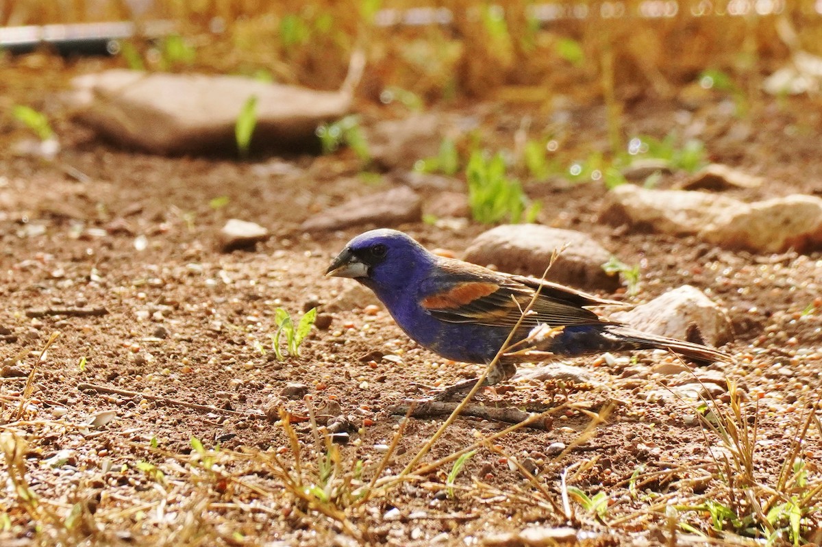 Blue Grosbeak - ML620901163