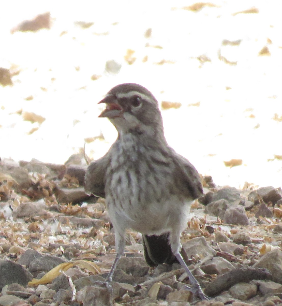 Black-throated Sparrow - ML620901164
