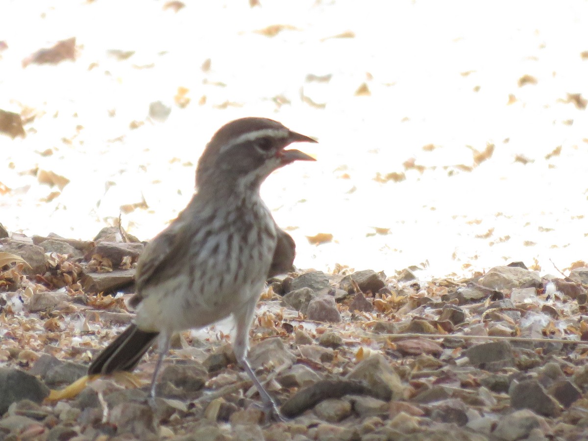 Black-throated Sparrow - ML620901166