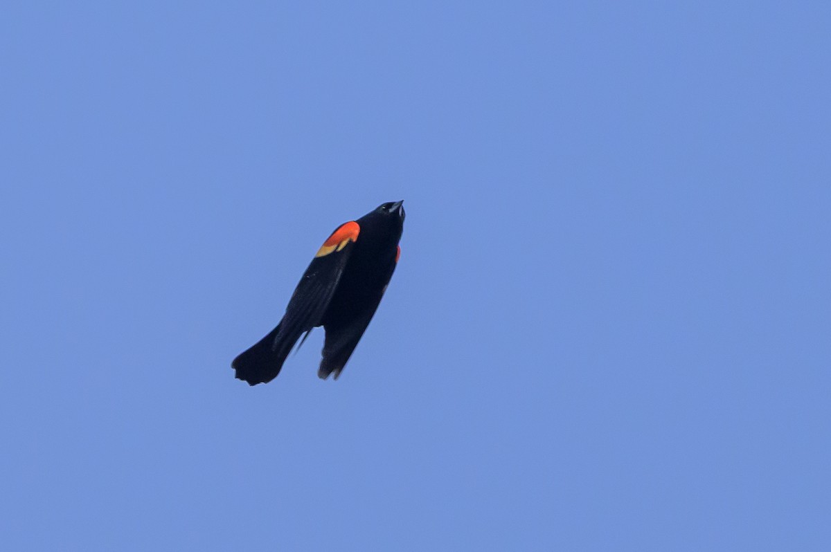 Red-winged Blackbird - ML620901183