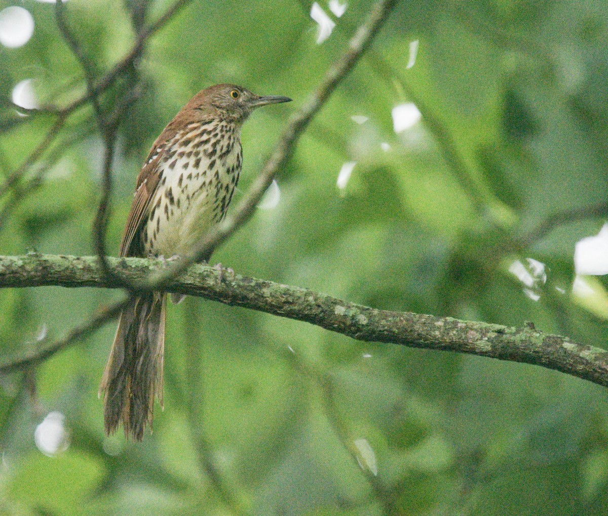 Brown Thrasher - ML620901186