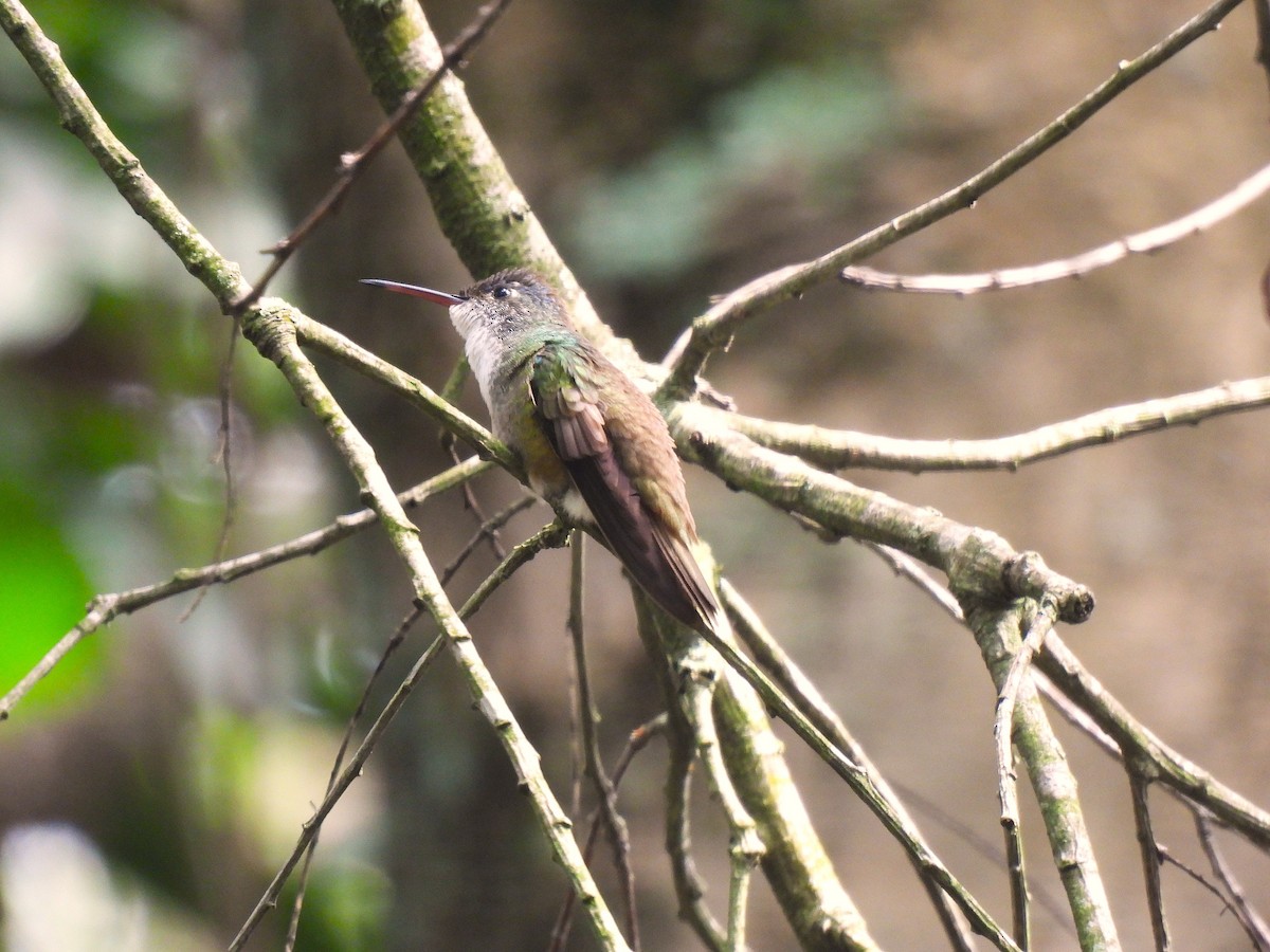 Azure-crowned Hummingbird - ML620901200