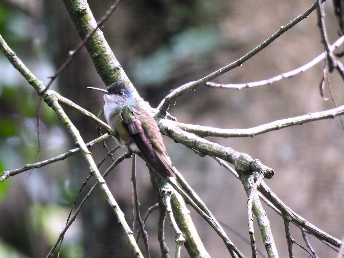 Azure-crowned Hummingbird - ML620901201