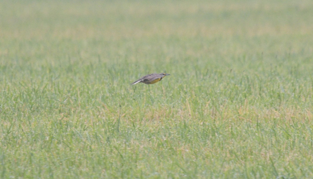 Eastern Meadowlark - ML620901211