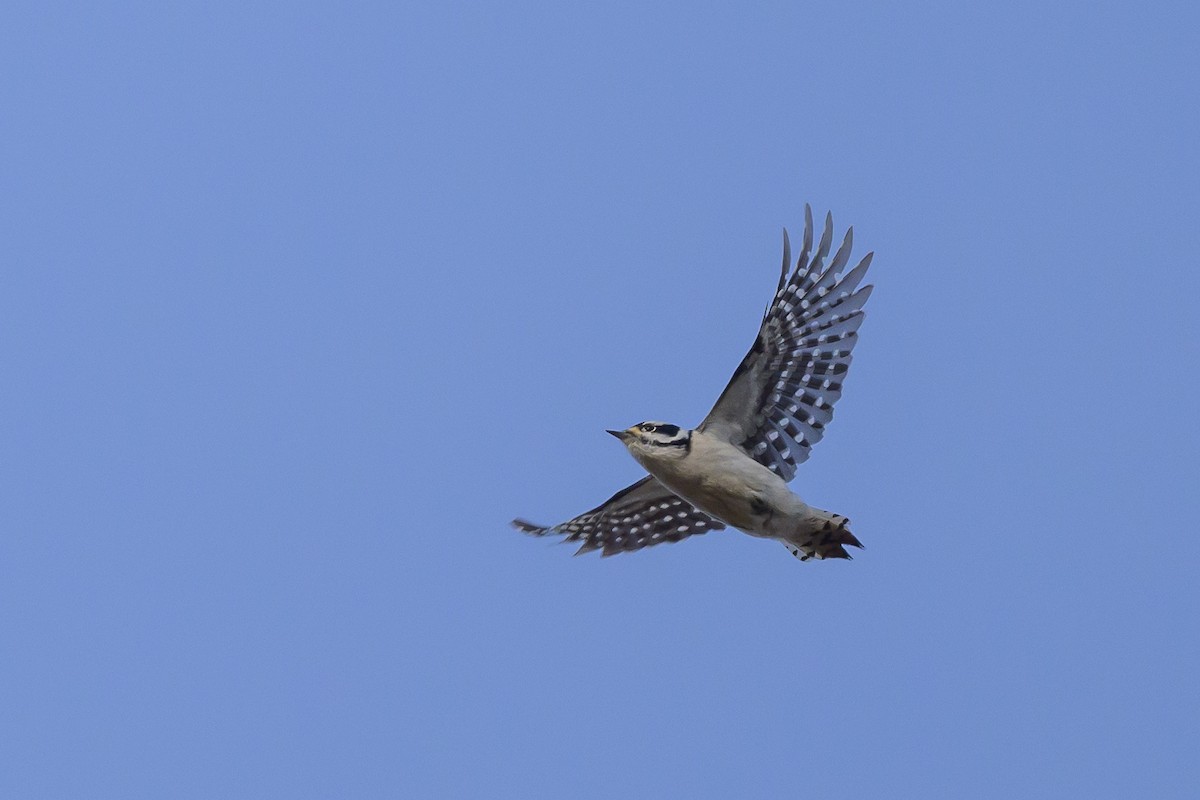 Downy Woodpecker - ML620901214